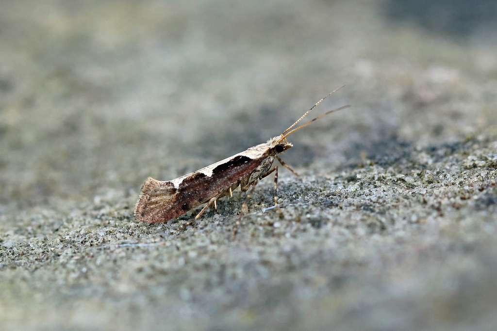 Rhigognostis incarnatella