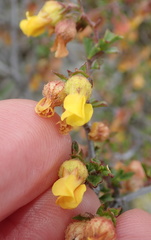 Hermannia cuneifolia