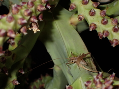 Talitropsis poduroides