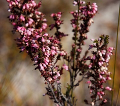 Erica placentiflora