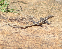 Platysaurus intermedius rhodesianus