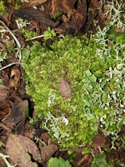Gongylanthus ericetorum