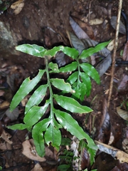 Leptochilus ellipticus