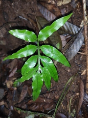 Leptochilus ellipticus