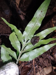 Leptochilus ellipticus
