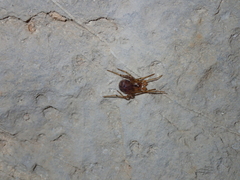 Nesticidae