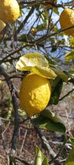 Citrus medica