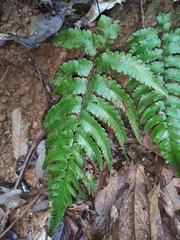 Diplazium mettenianum
