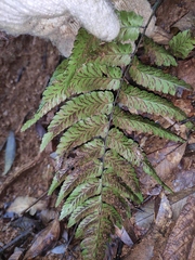 Diplazium mettenianum