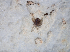 Nesticidae