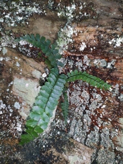 Asplenium normale