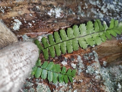 Asplenium normale