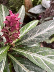 Justicia scheidweileri