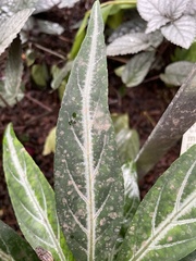 Justicia scheidweileri