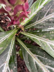 Justicia scheidweileri