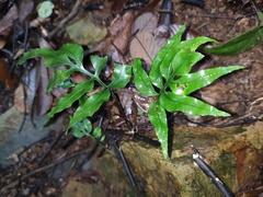 Leptochilus ellipticus