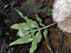 Leptochilus ellipticus