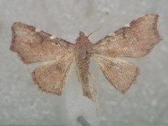 Corgatha dichionistis