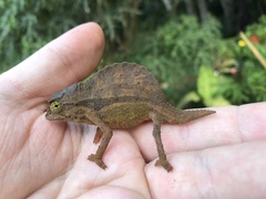 Rieppeleon brevicaudatus