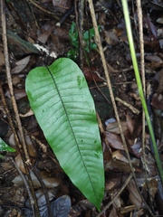 Neocheiropteris ovata
