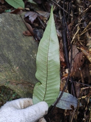 Neocheiropteris ovata