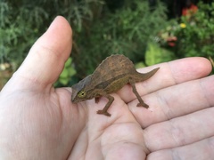 Rieppeleon brevicaudatus