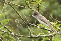 Myiarchus swainsoni