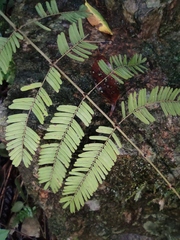 Pterolobium punctatum