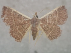 Corgatha figuralis