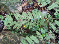 Pterolobium punctatum