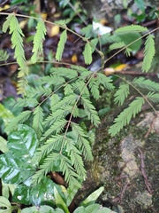 Pterolobium punctatum