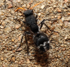 Ephutomorpha ruficornis