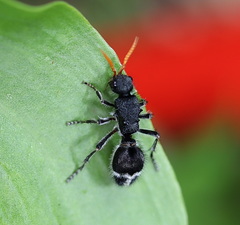 Ephutomorpha ruficornis