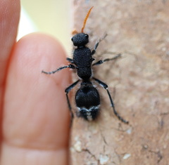 Ephutomorpha ruficornis