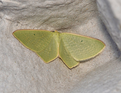 Poecilasthena urarcha