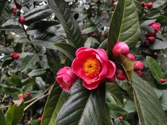 Camellia amplexicaulis