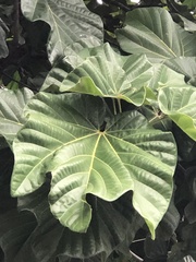 Cola gigantea