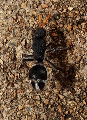 Ephutomorpha ruficornis