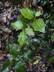 Alchornea ilicifolia