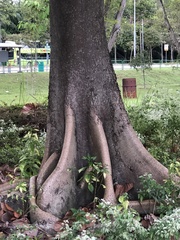 Cola gigantea