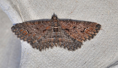 Chrysolarentia plesia