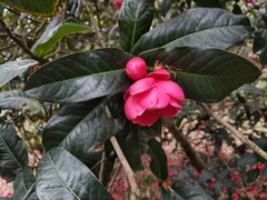 Camellia amplexicaulis