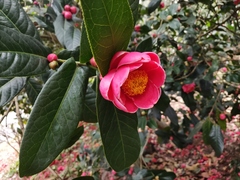 Camellia amplexicaulis