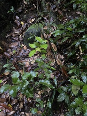 Alchornea ilicifolia