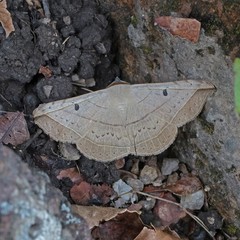 Entomogramma fautrix