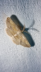 Syneora lithina