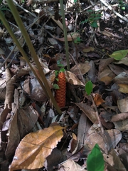 Zamia portoricensis