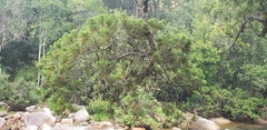 Dacrydium