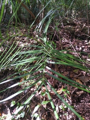 Zamia portoricensis