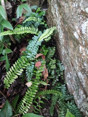 Asplenium normale